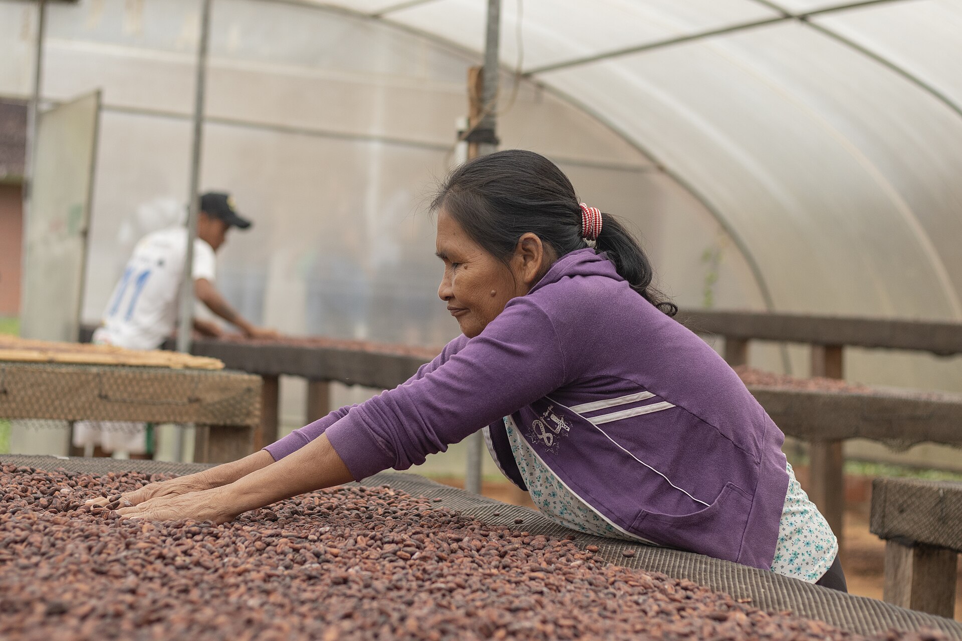 A woman spreading cacao beans across a drying rack in Guanay, Bolivia