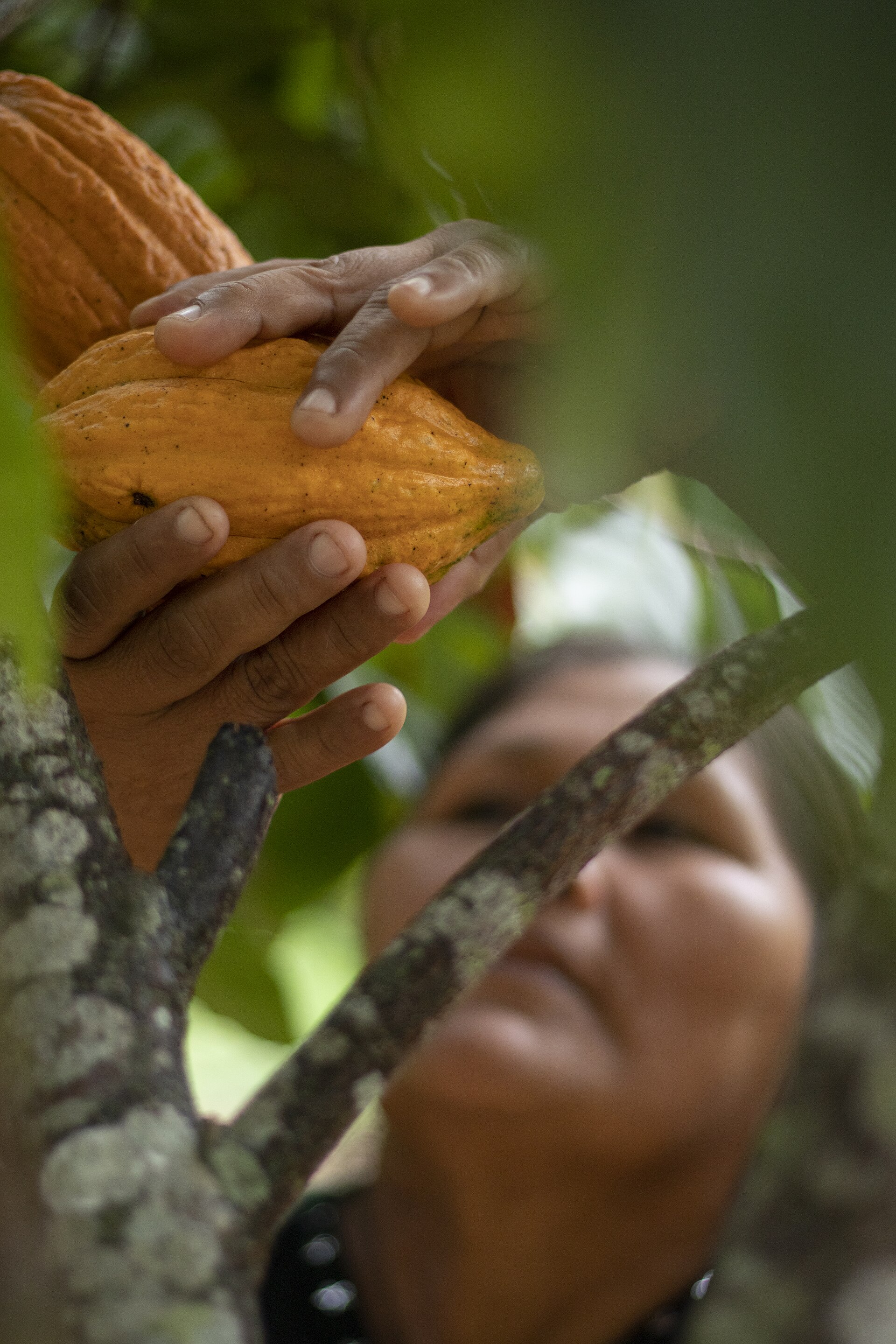 A cacao grower's hands holding a yellow cacao pod on a tree in Guanay, Bolivia